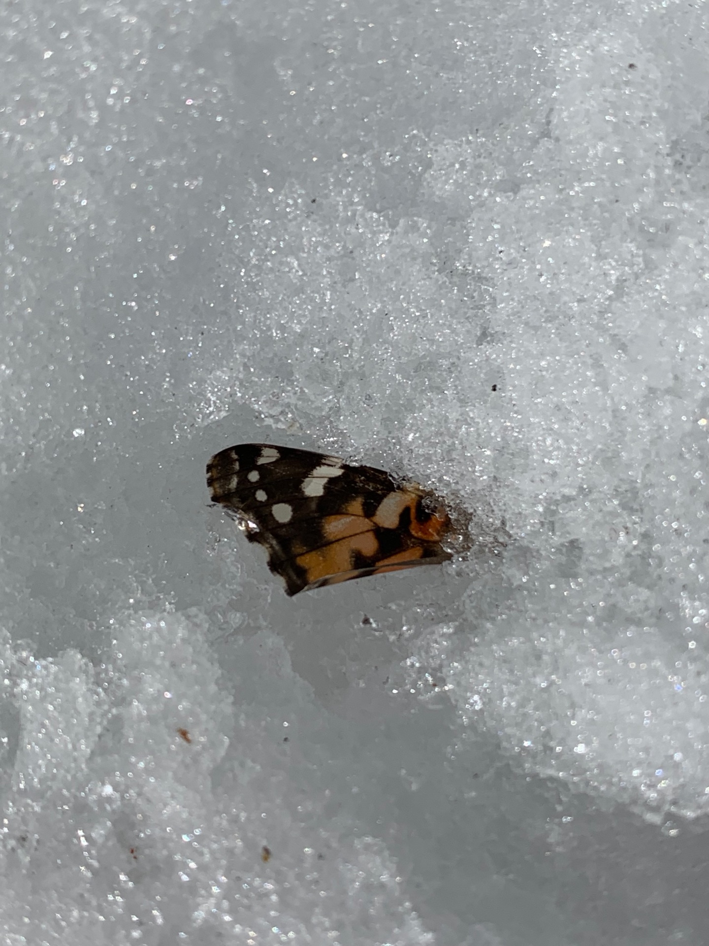 It's April 26, after a record snow winter, but signs of spring are already here.