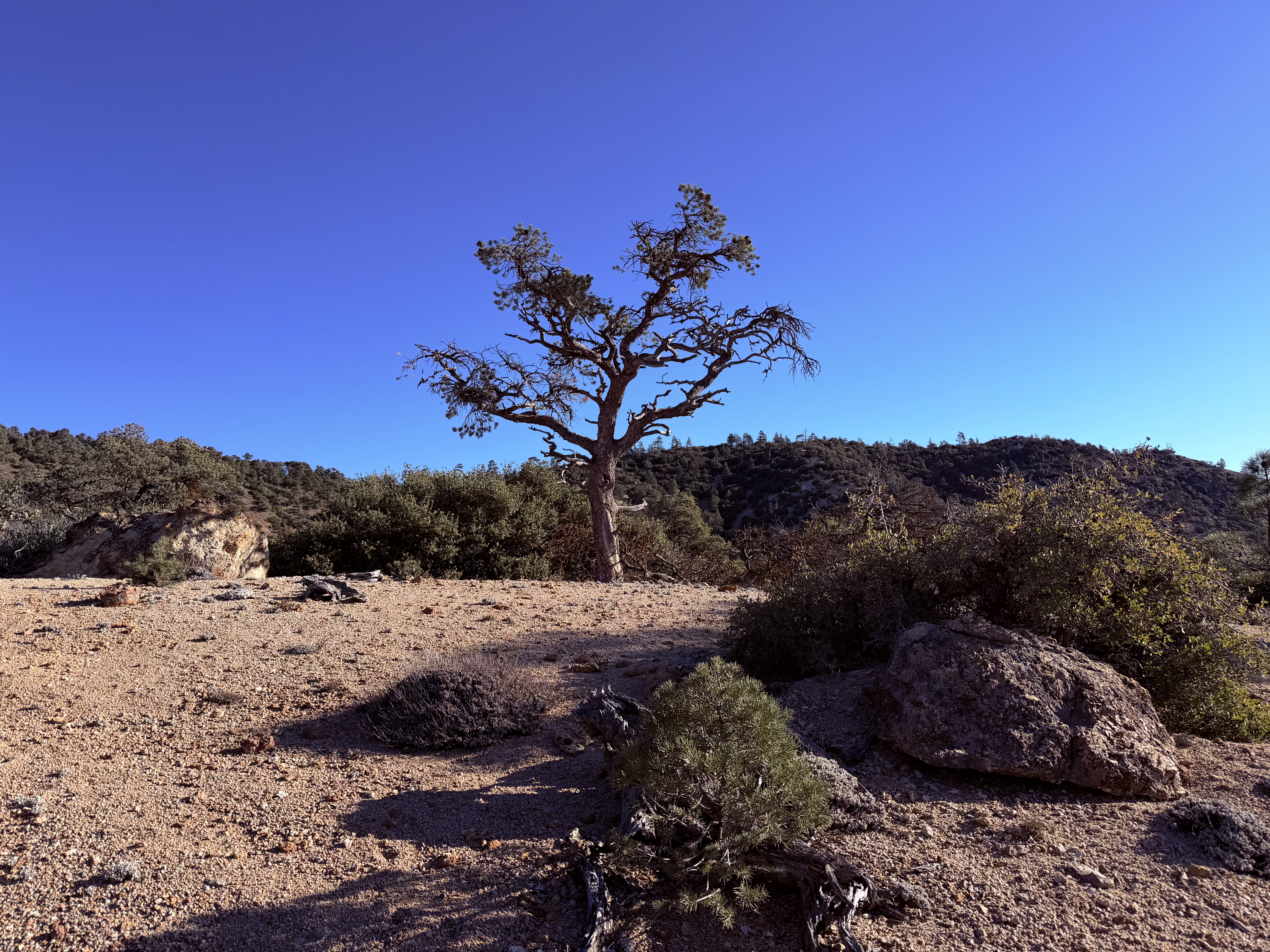 Dry trail as I start gaining miles