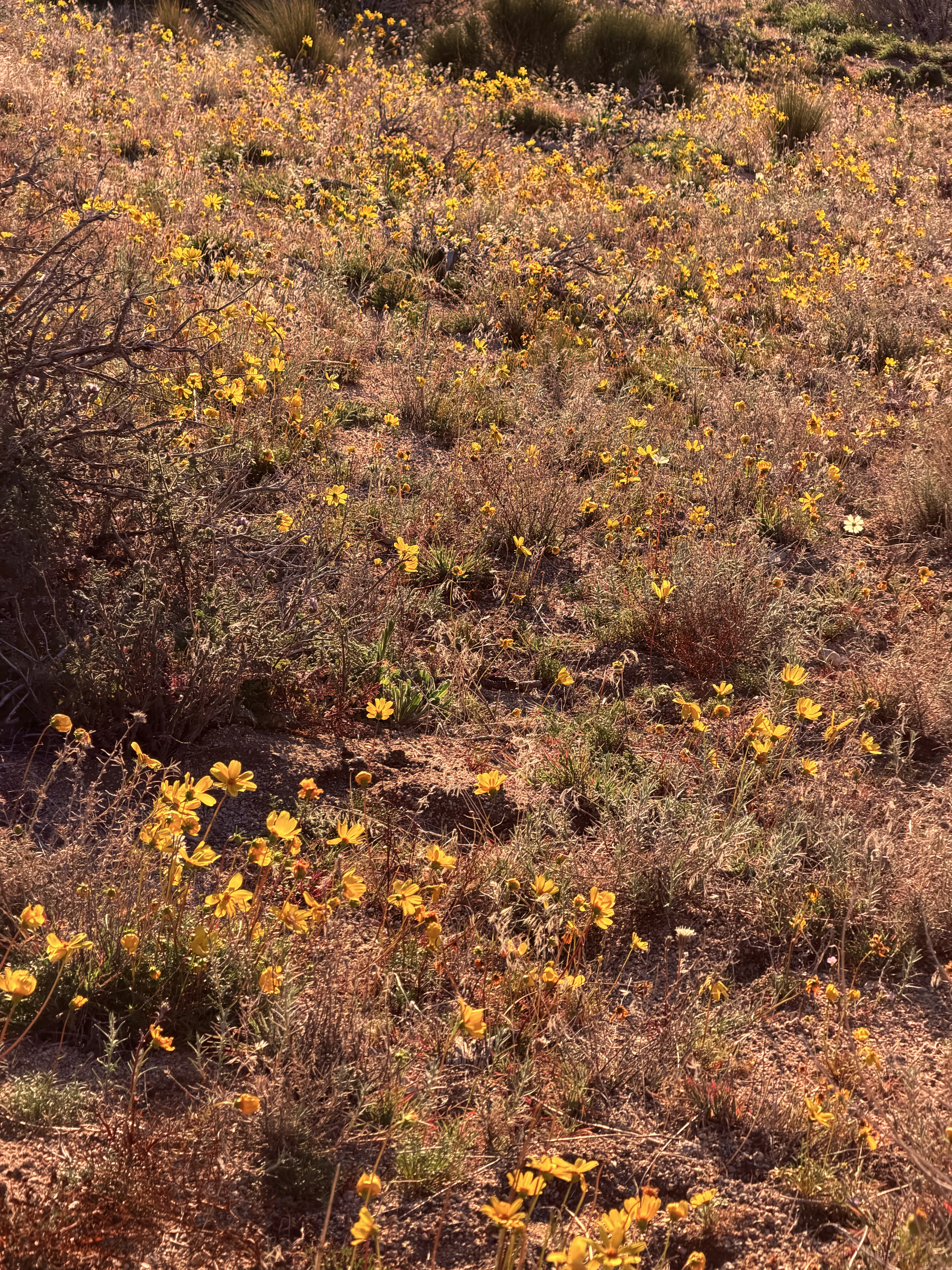 Bigelow's Tickseed covering early spring desert hillsides