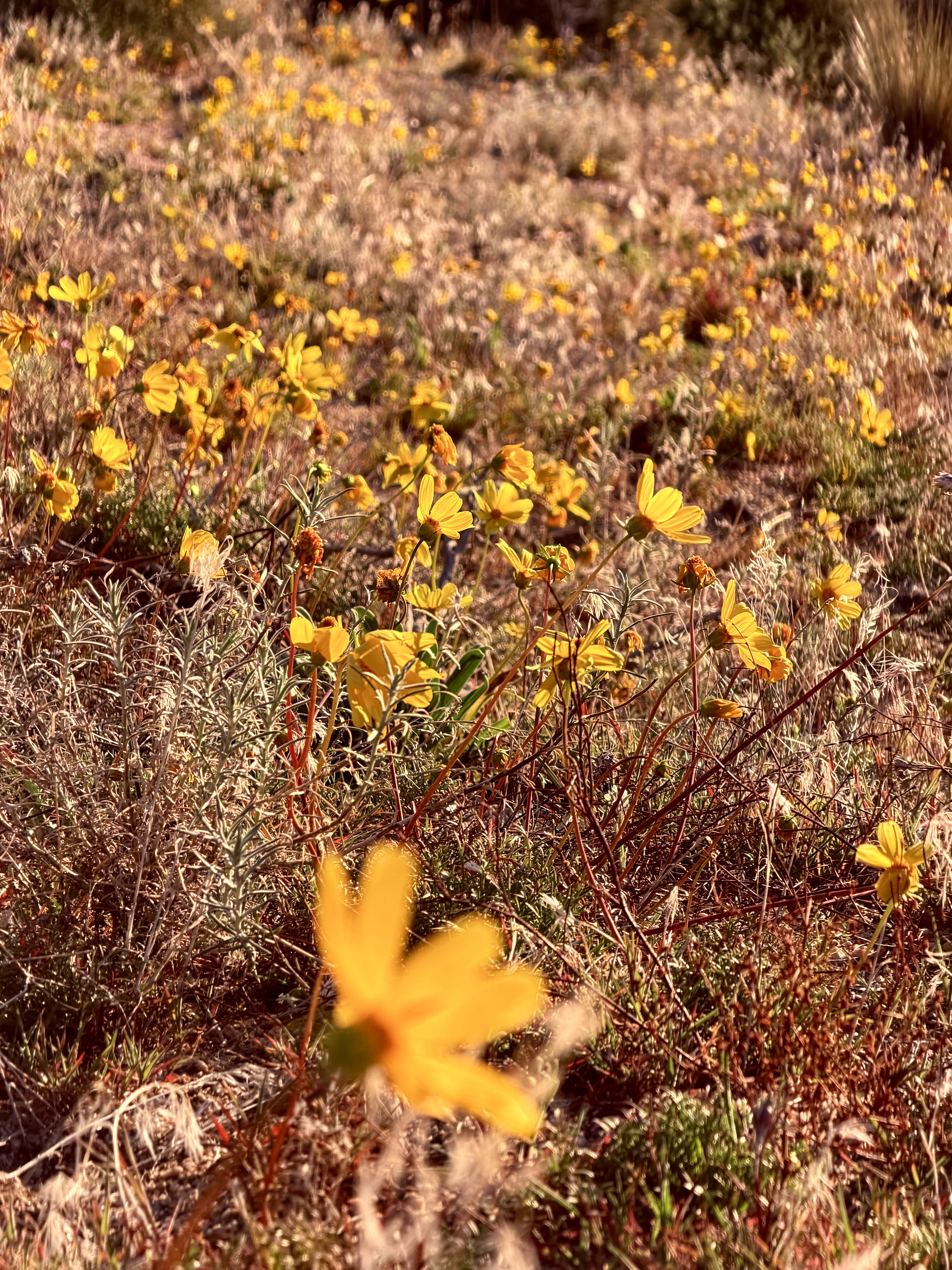 Desert hillsides in early bloom