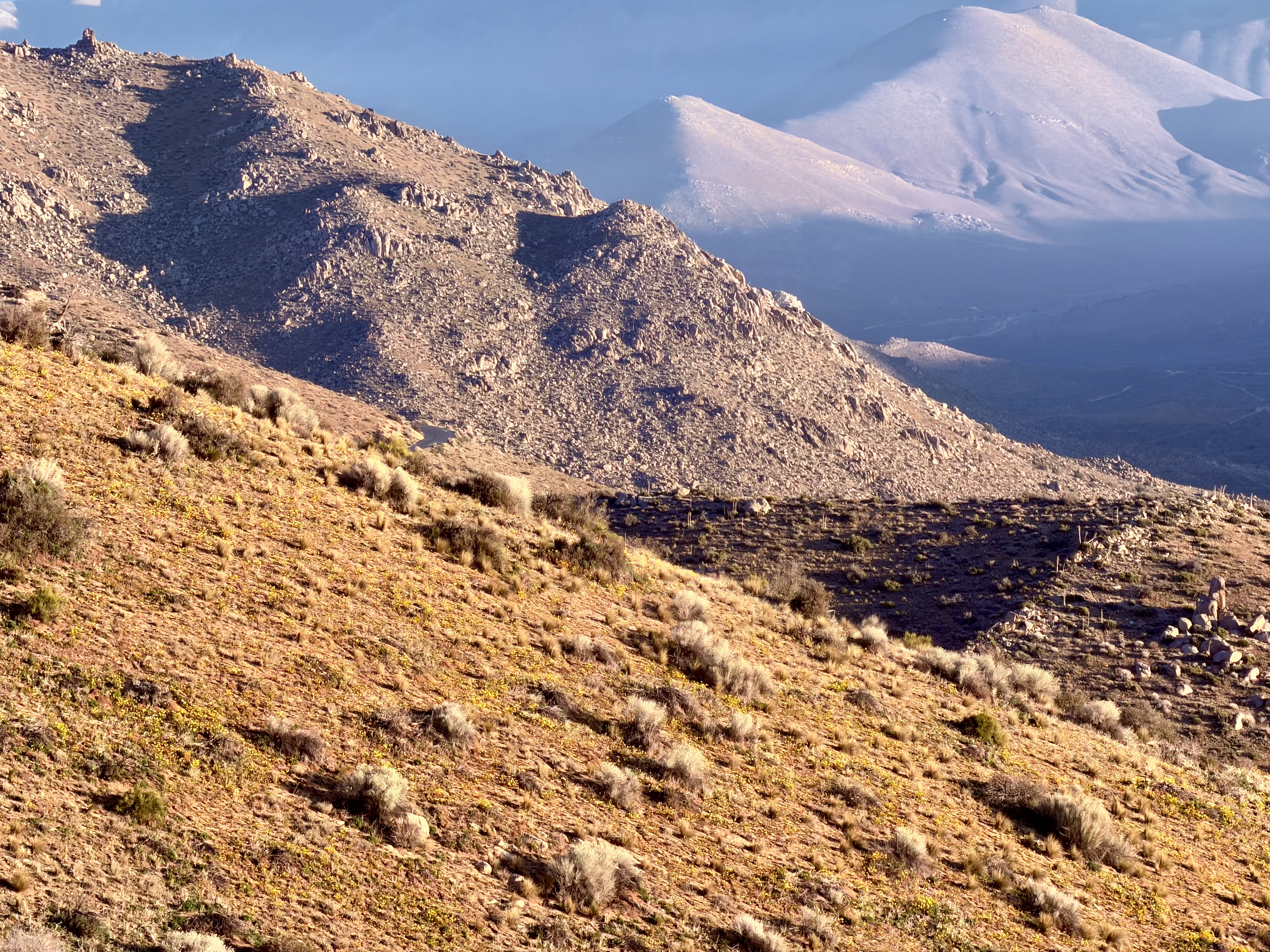 Faint flowers covering rolling hills of St John Ridge