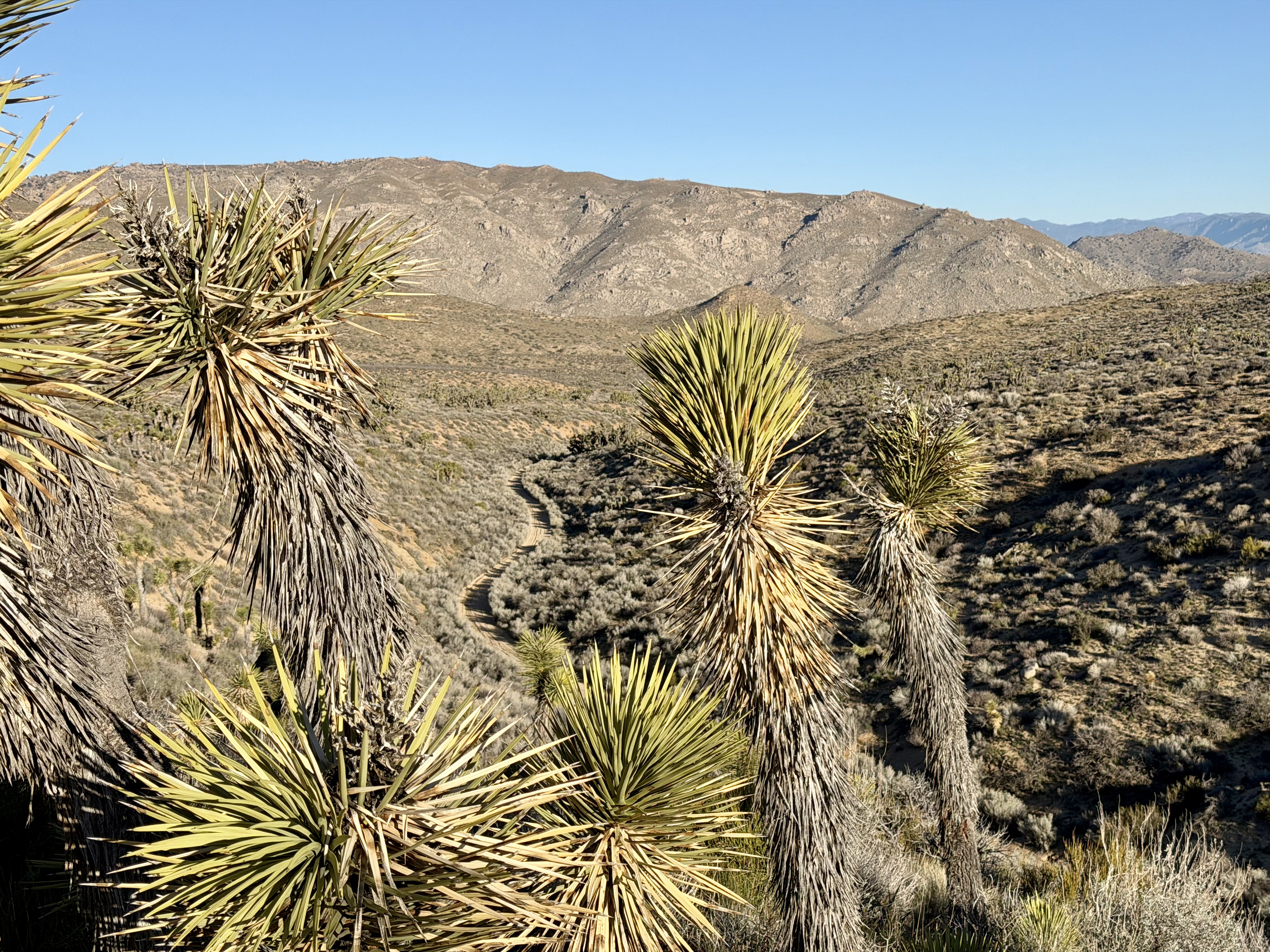 Joshua trees dominate lower elevations of the Scodie Range