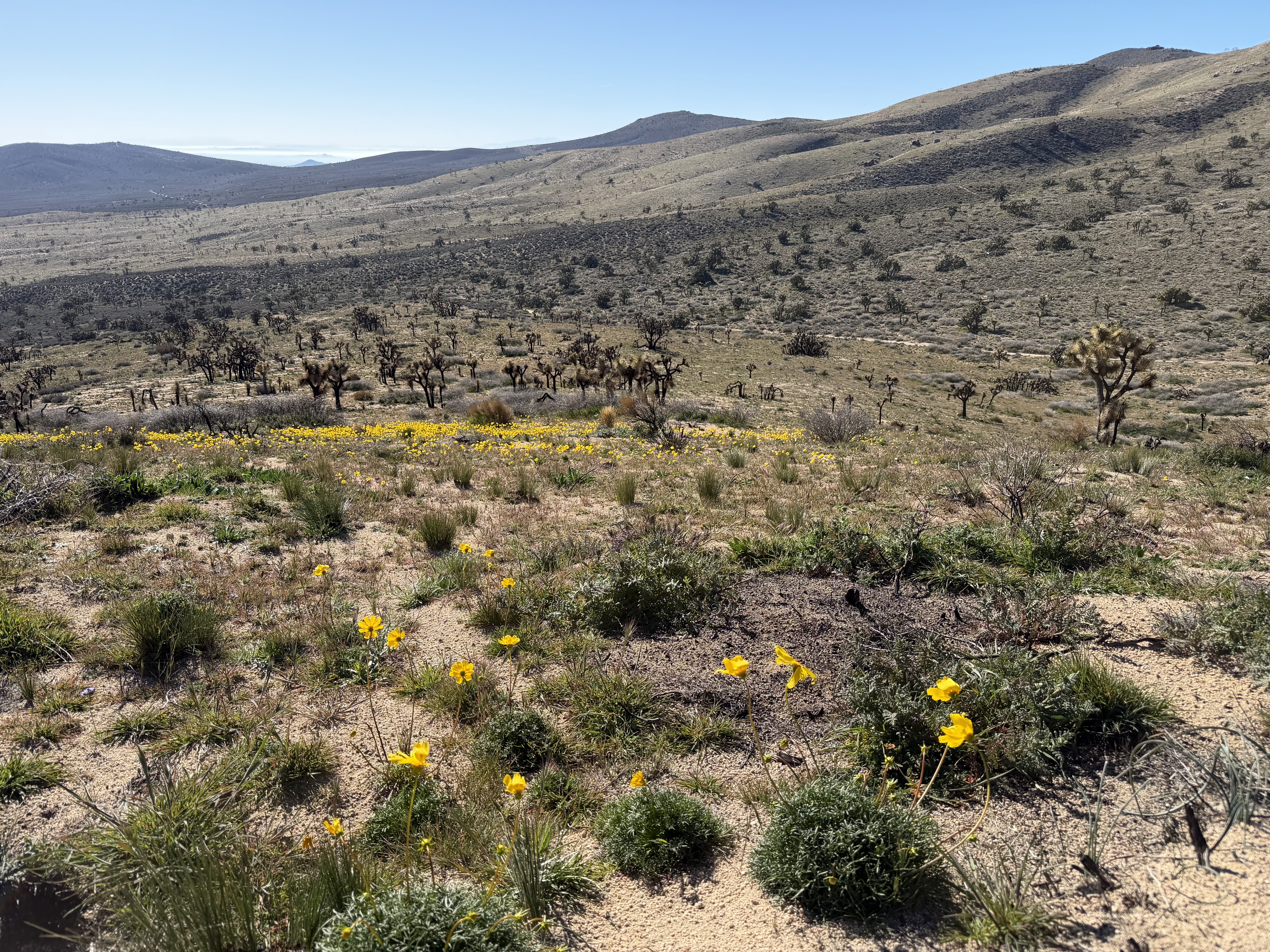 Entering Jawbone Butterbredt — BLM managed Sierra-Mojave area