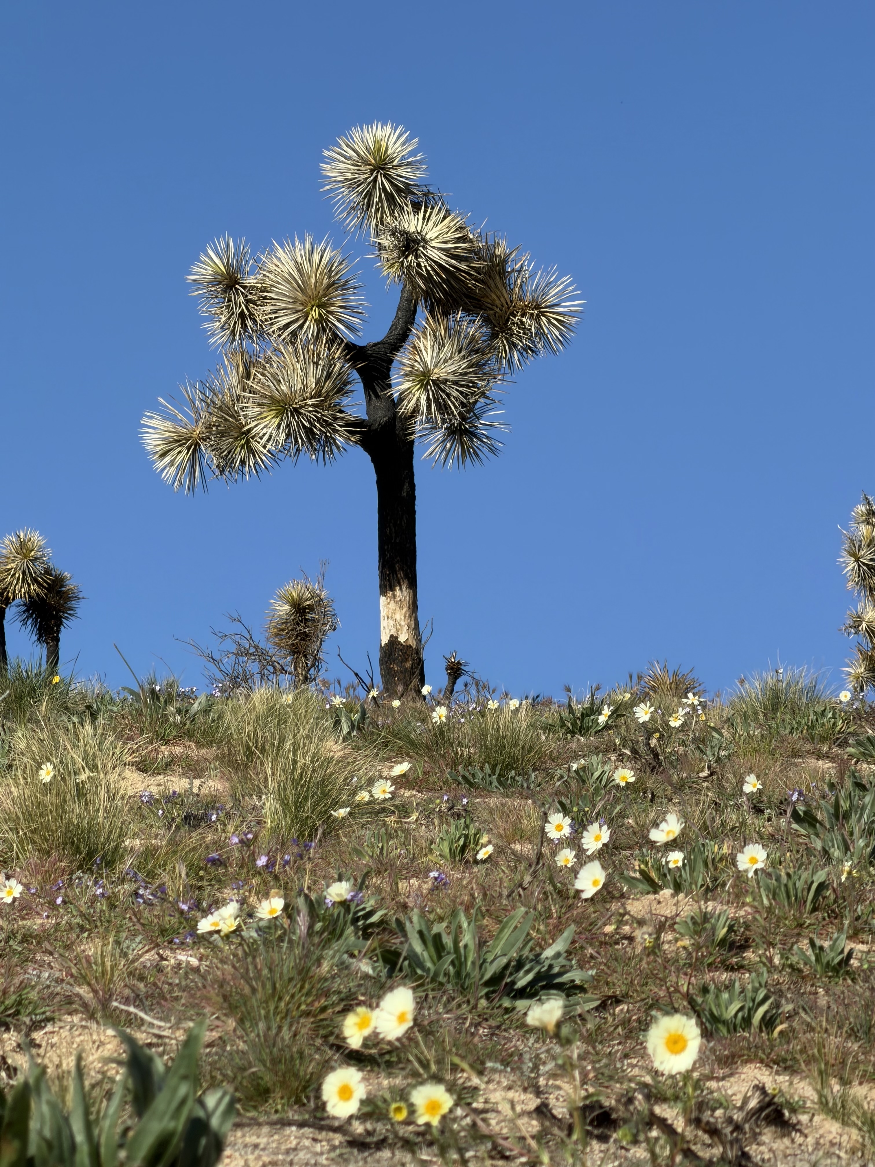 Fire-scarred Joshua tree in early bloom, Jawbone Butterbredt