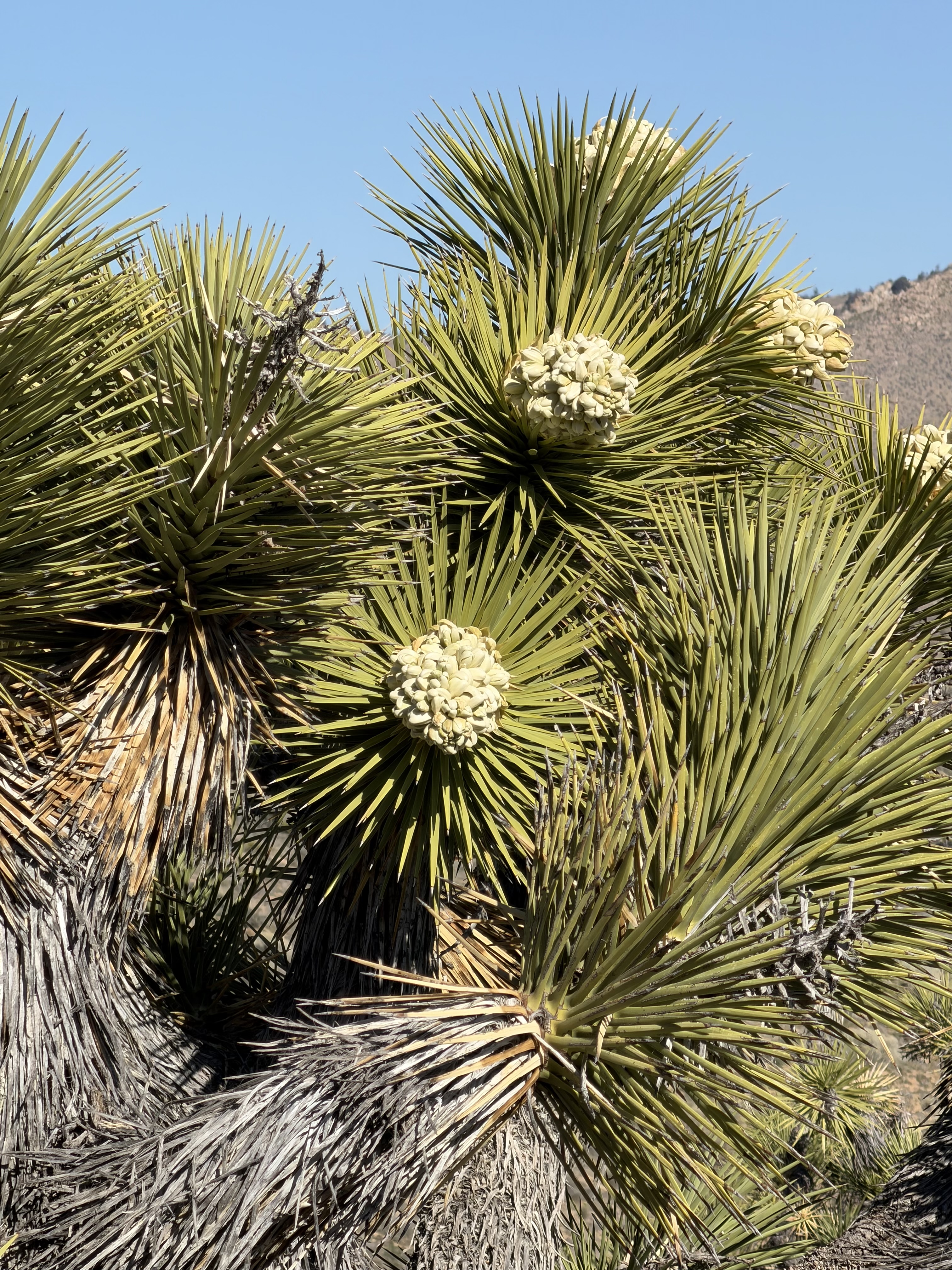 Joshua tree in bloom
