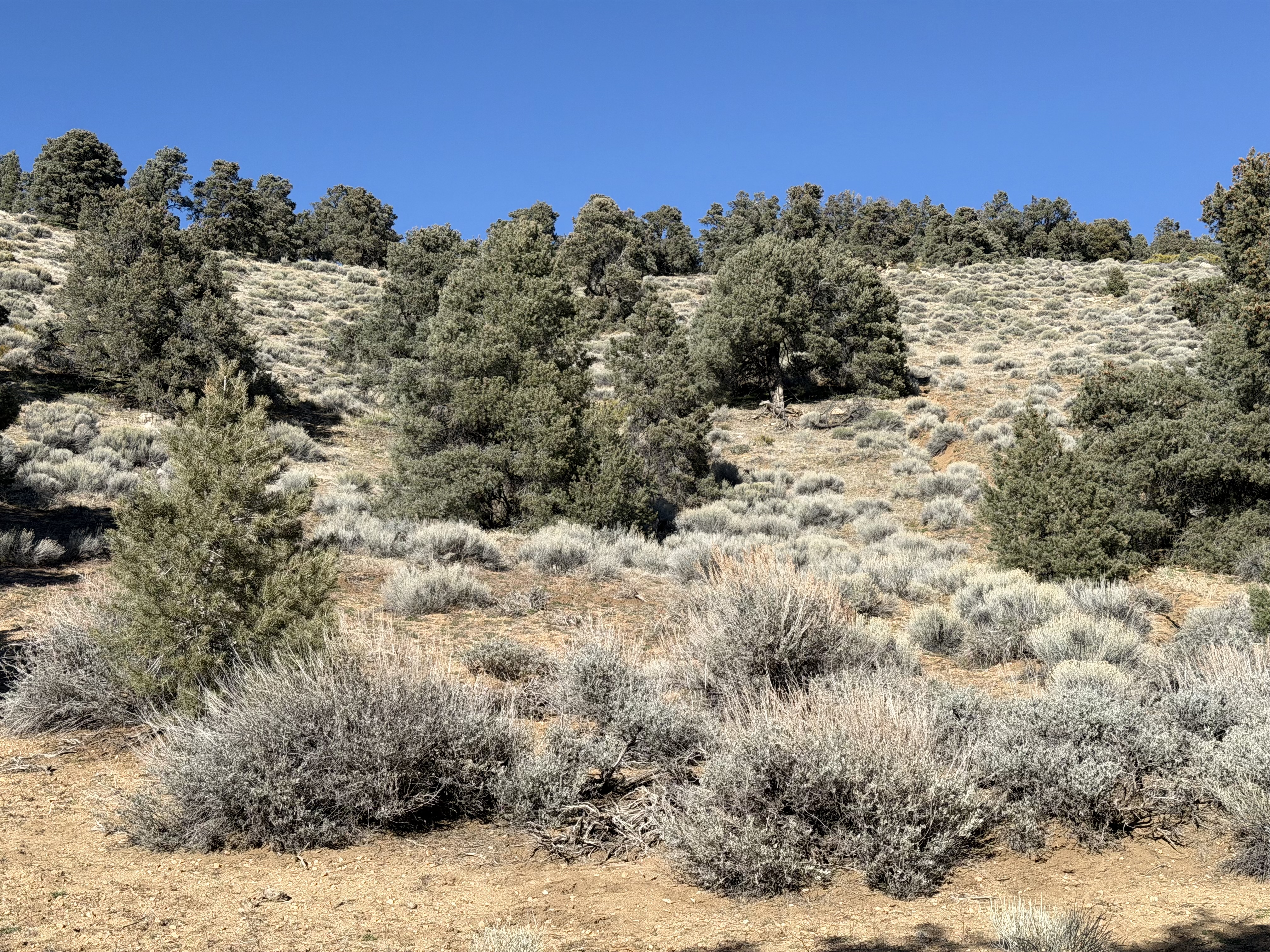 Sagebrush giving way to pinyon-juniper — the seam between Mojave desert and Sierra Nevada