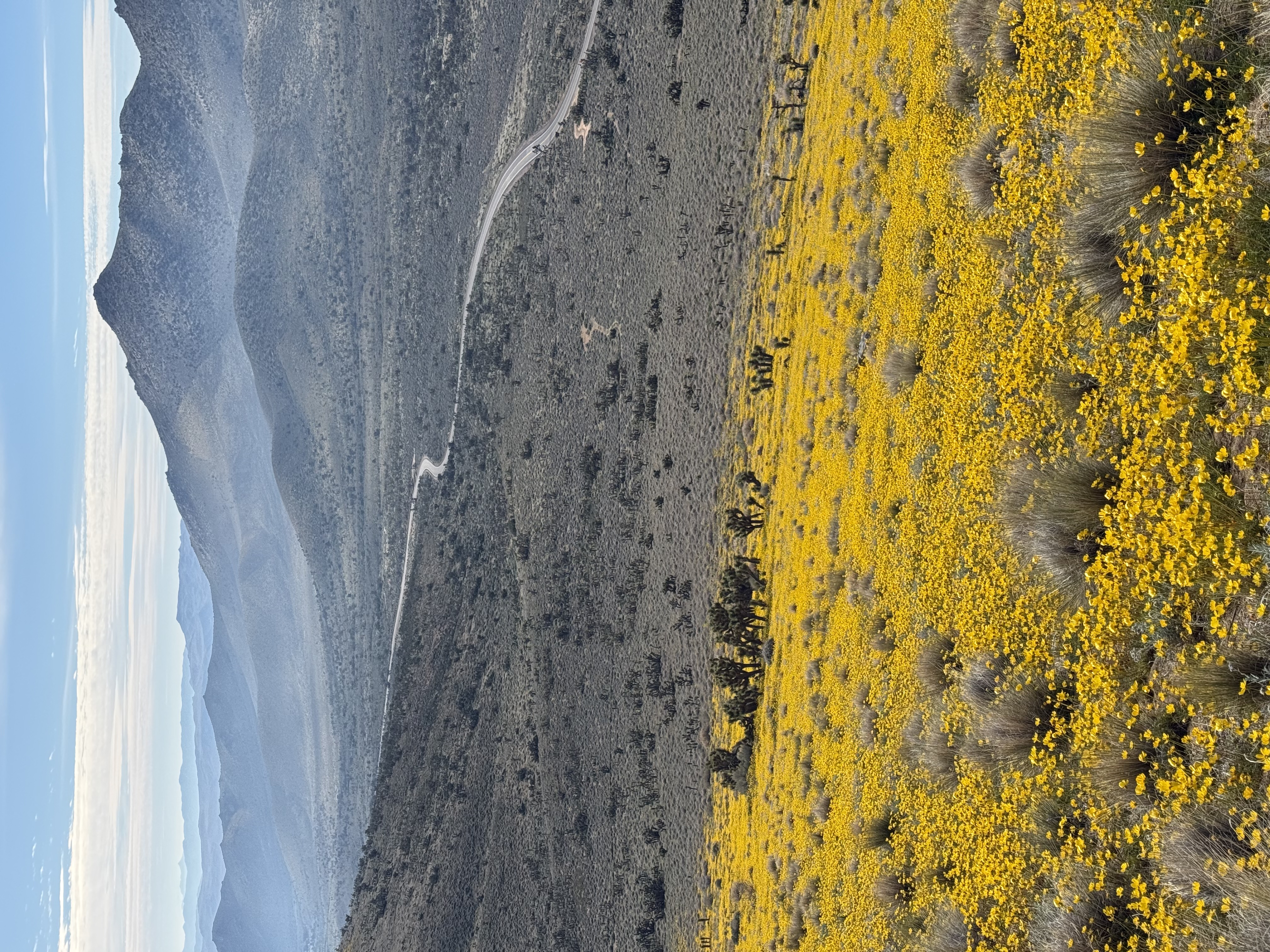 March Bloom at Walker Pass