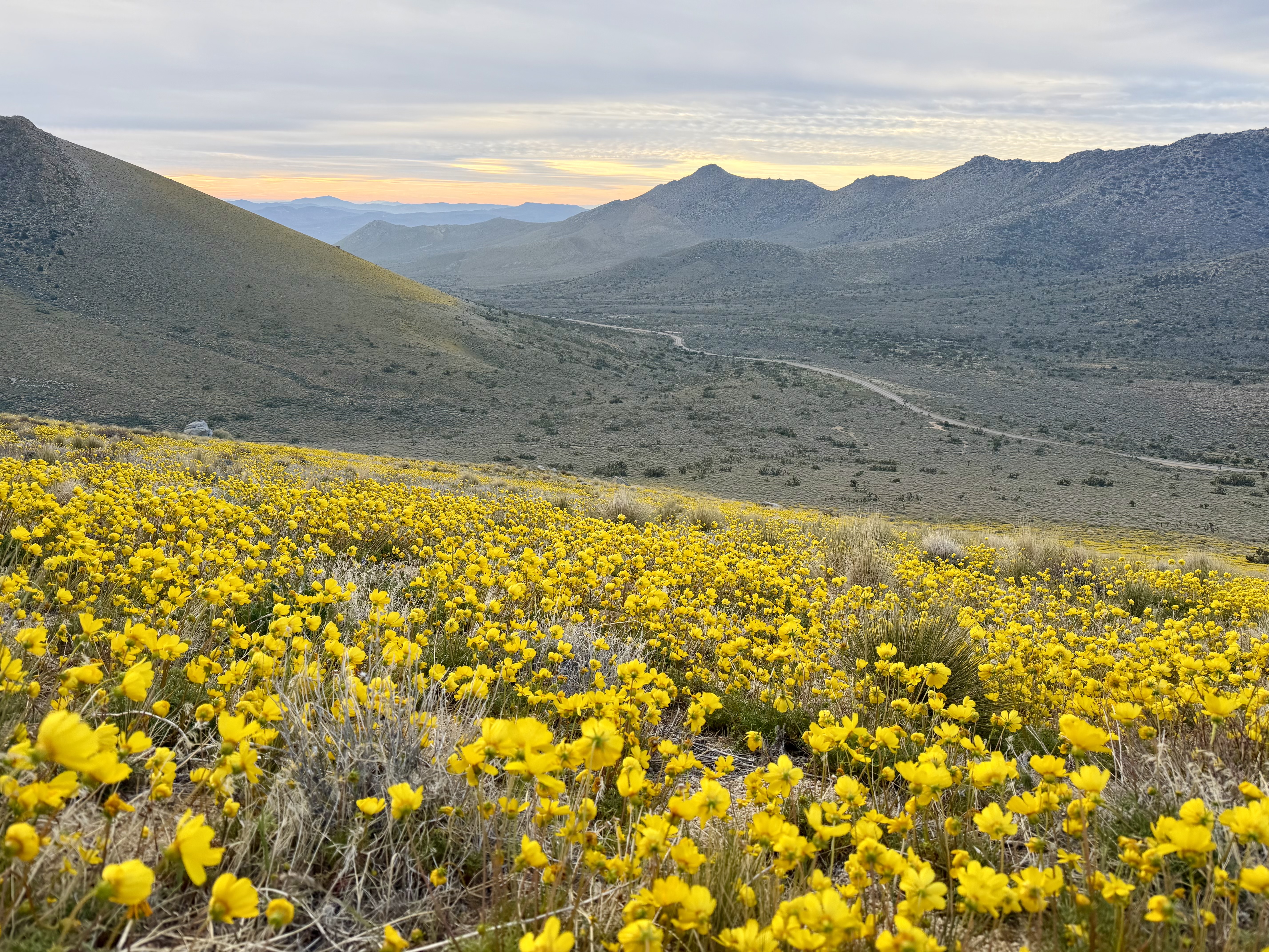 Trail starts with the slopes of Walker Pass in bloom