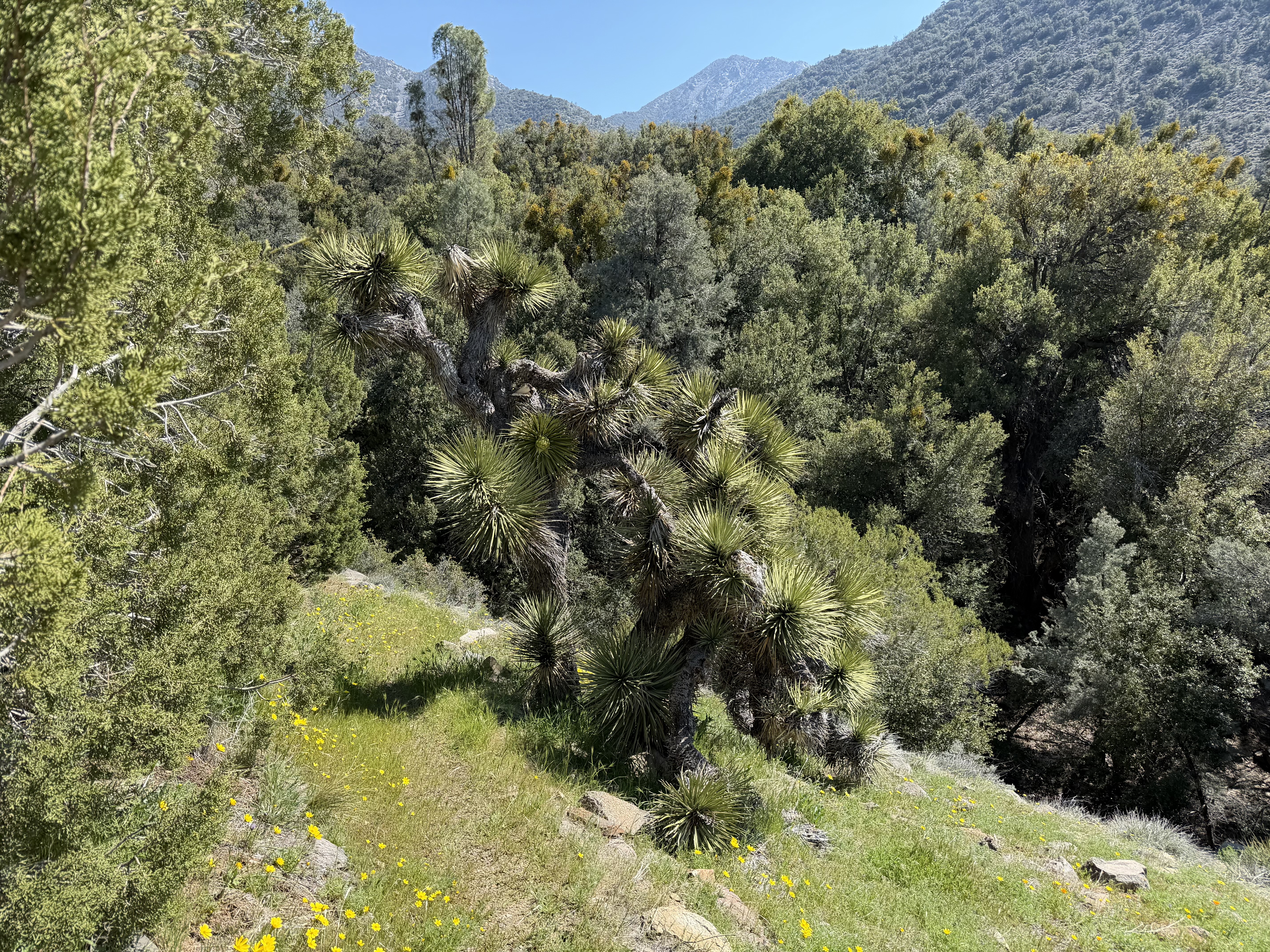 Joshua Tree Spring — one of the few water refills on the trail