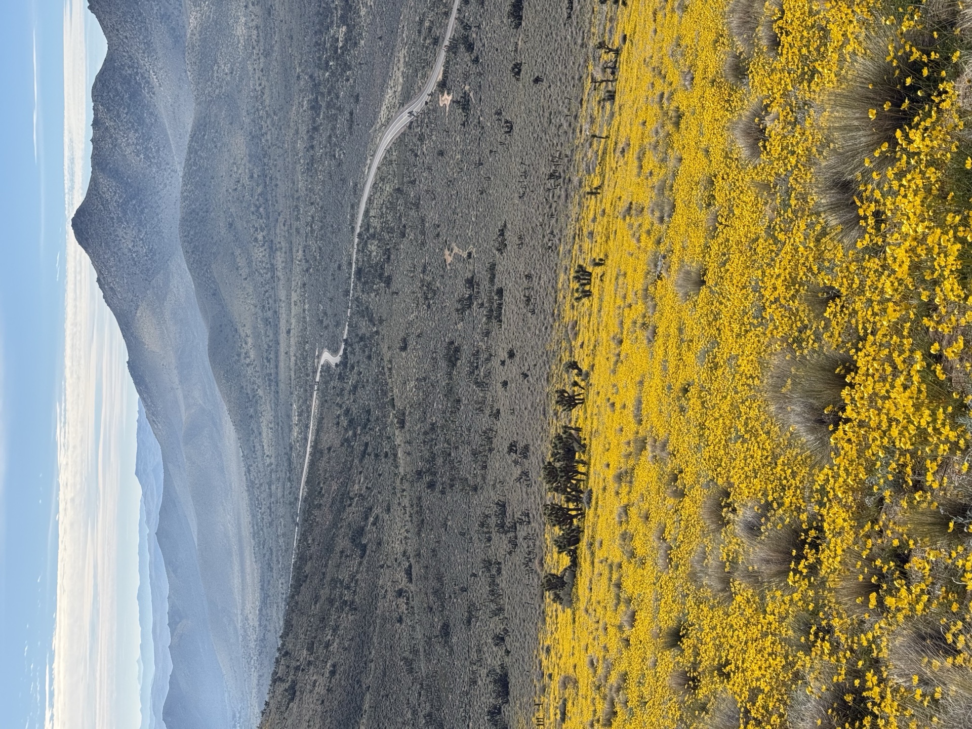 March Bloom at Walker Pass