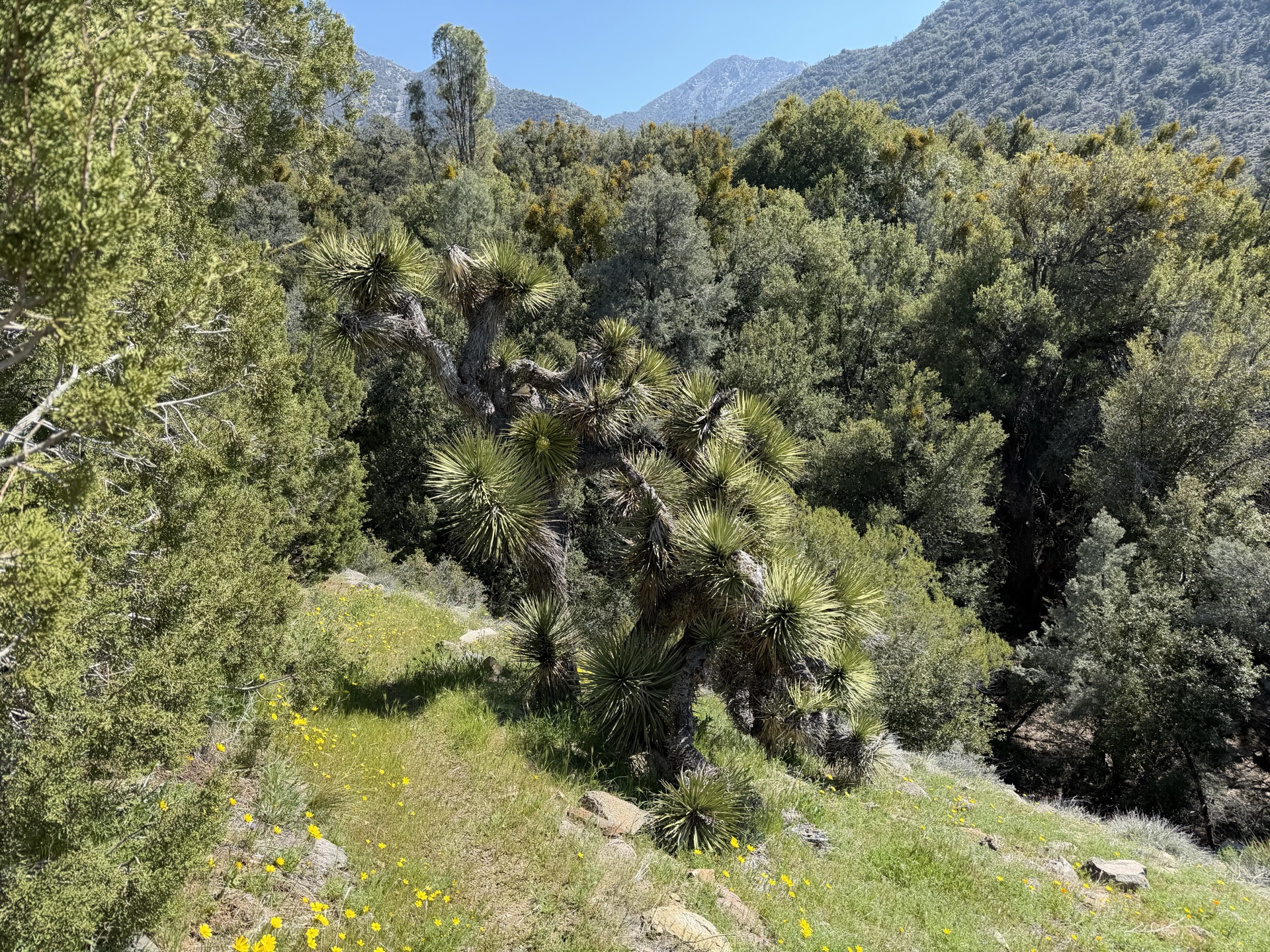 Joshua Tree Spring — one of the few water refills on the trail