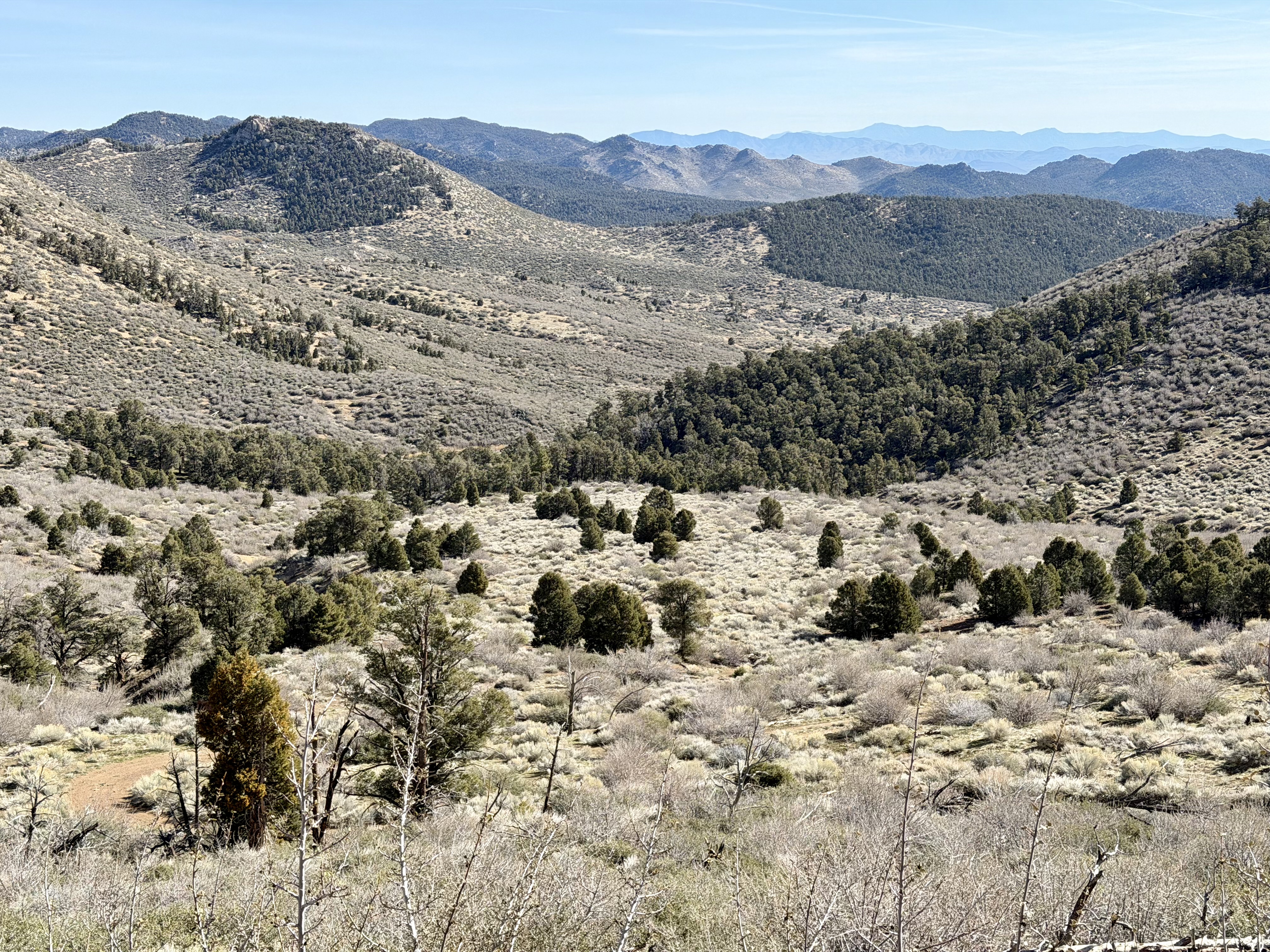 Open running terrain through juniper and sagebrush as I approach Bear Peak (8,228 feet)