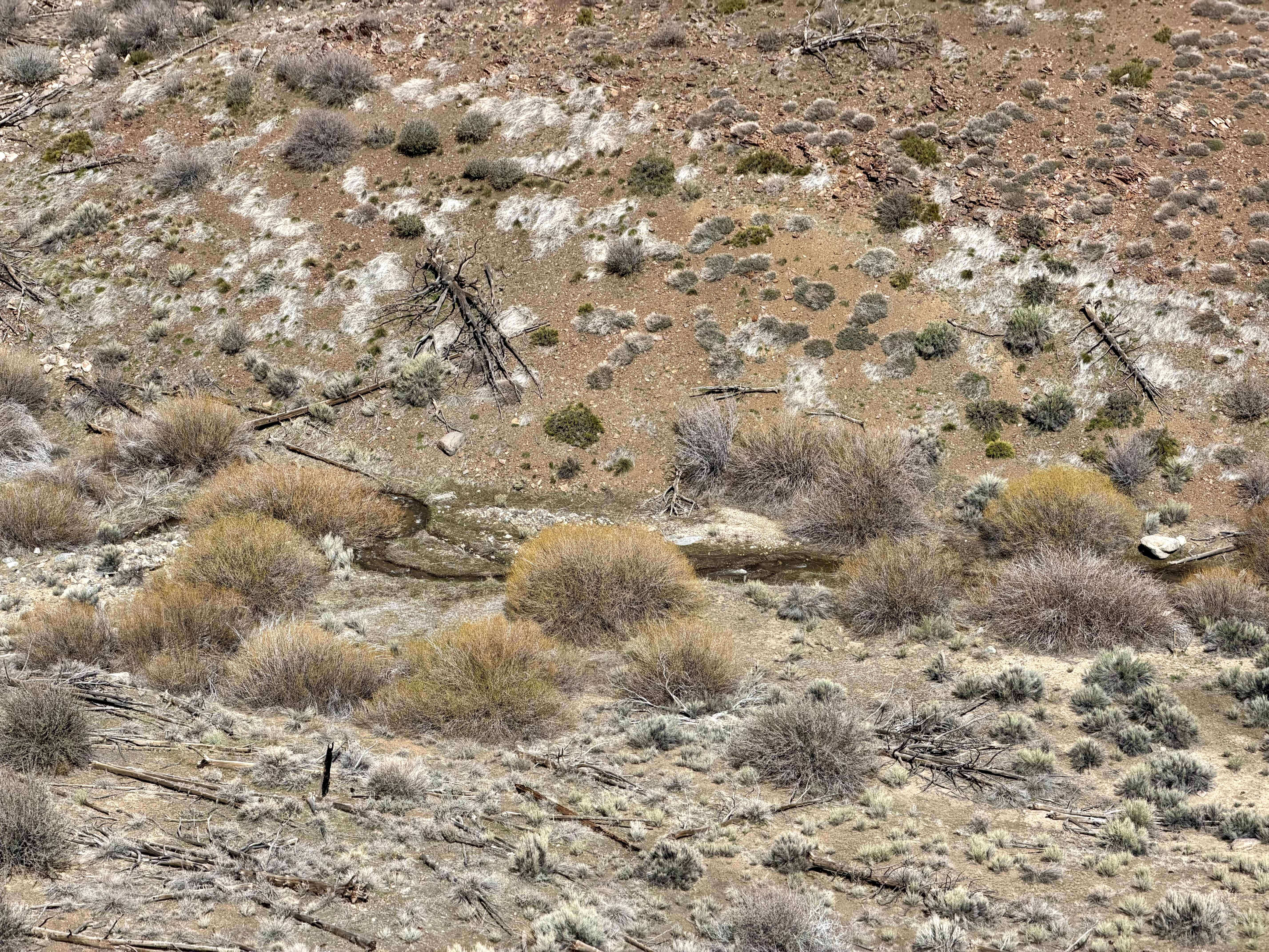 Faint signs of water, willows tracing a creek below