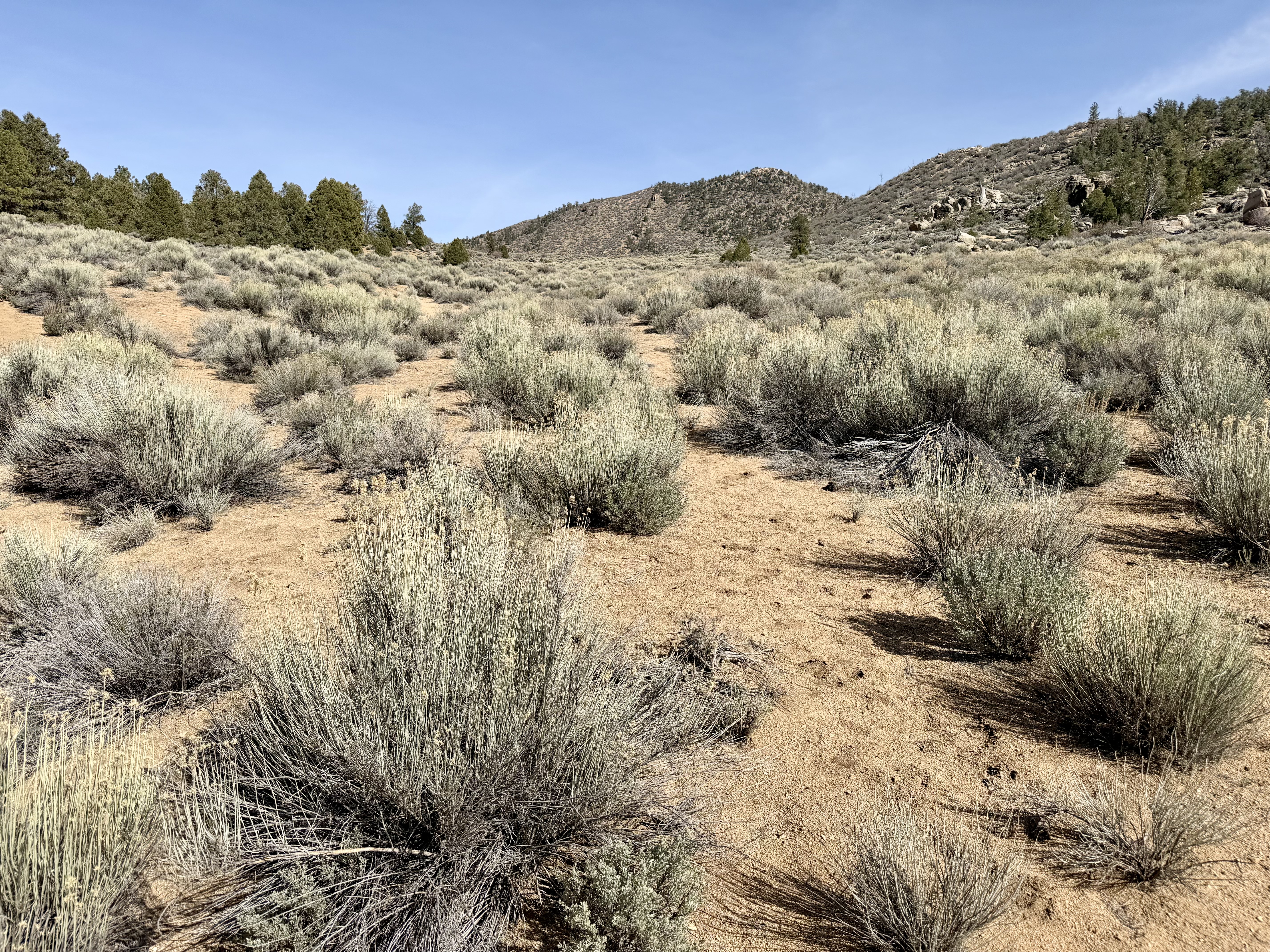 Sagebrush landscape approaching Kennedy Meadows