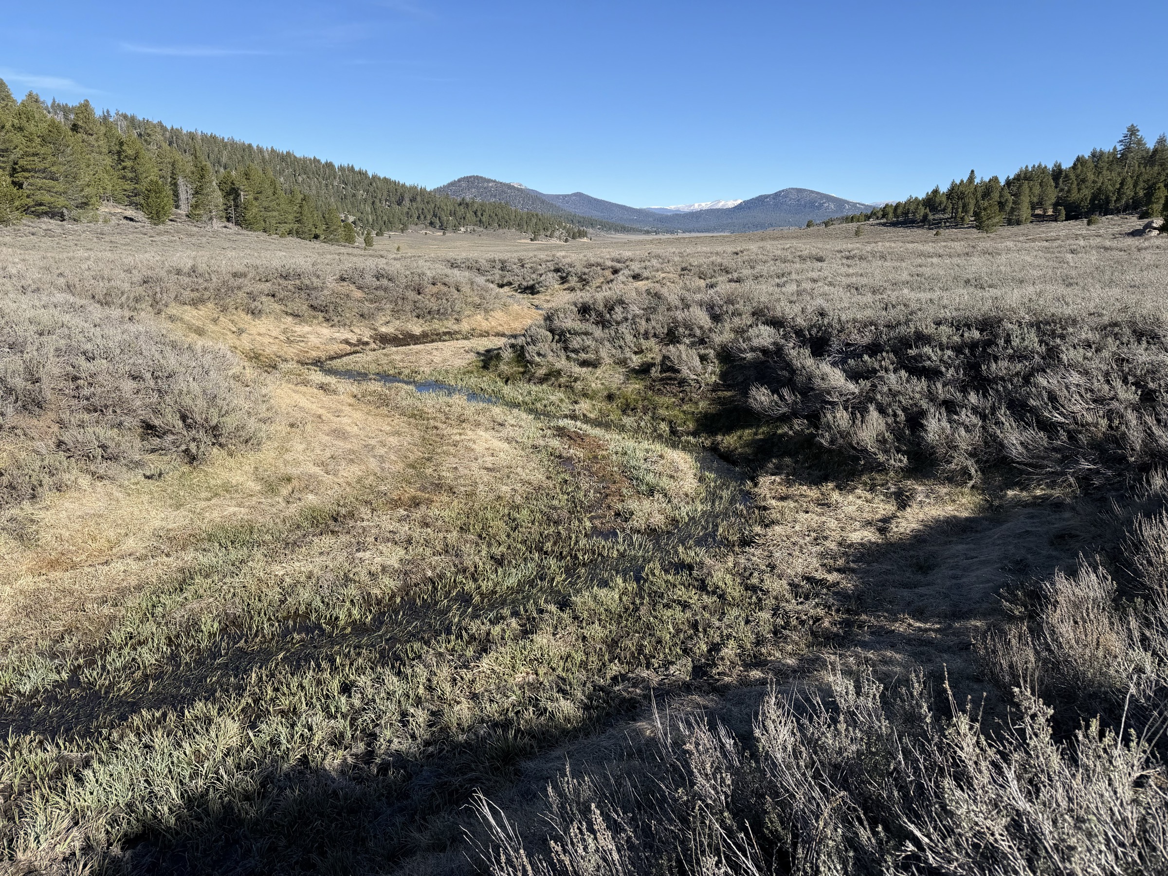 Pine forest gives way to Beck Meadow