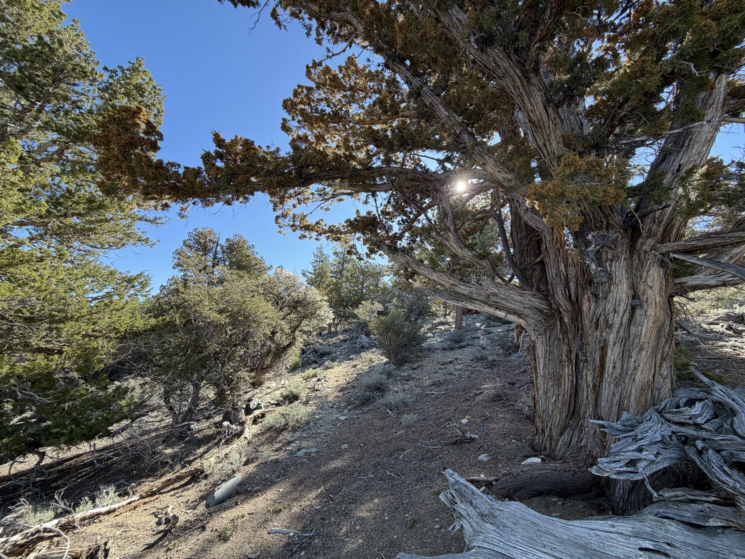 Sierra juniper, some more than a thousand years old, lining the trail toward Olancha