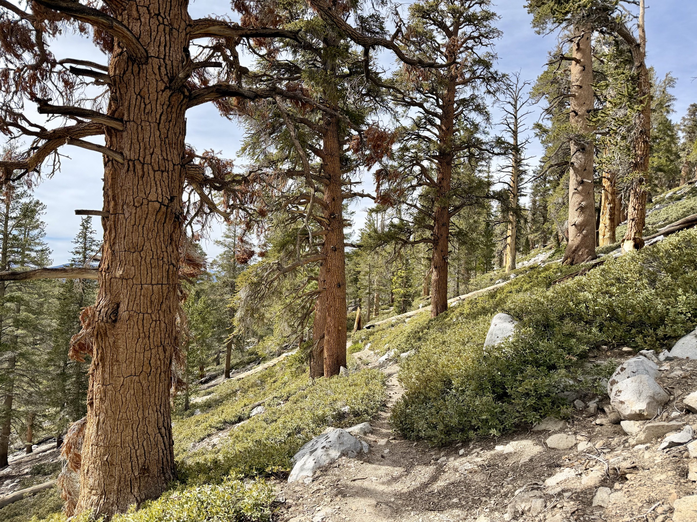 Smooth forest trails on the descent