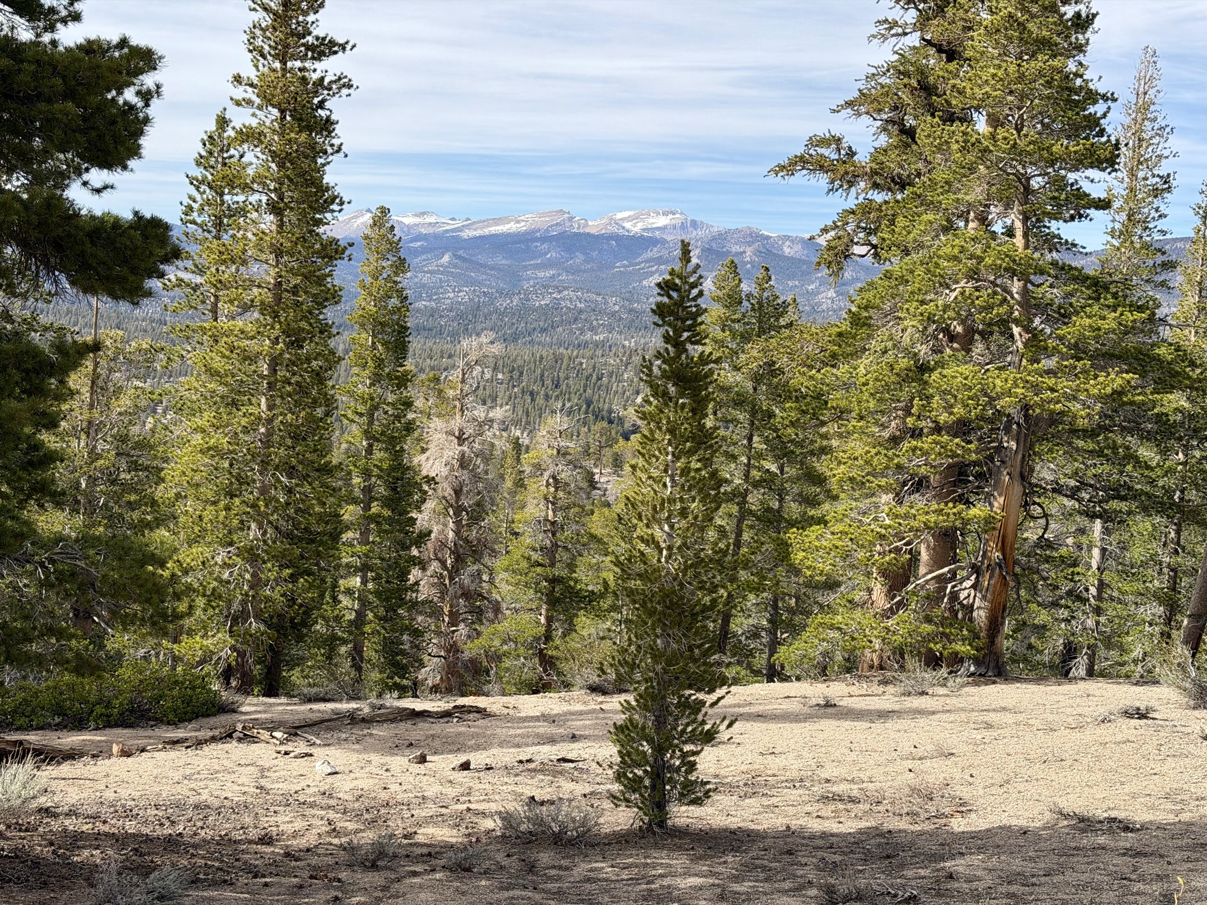 High Sierra peaks through the trees