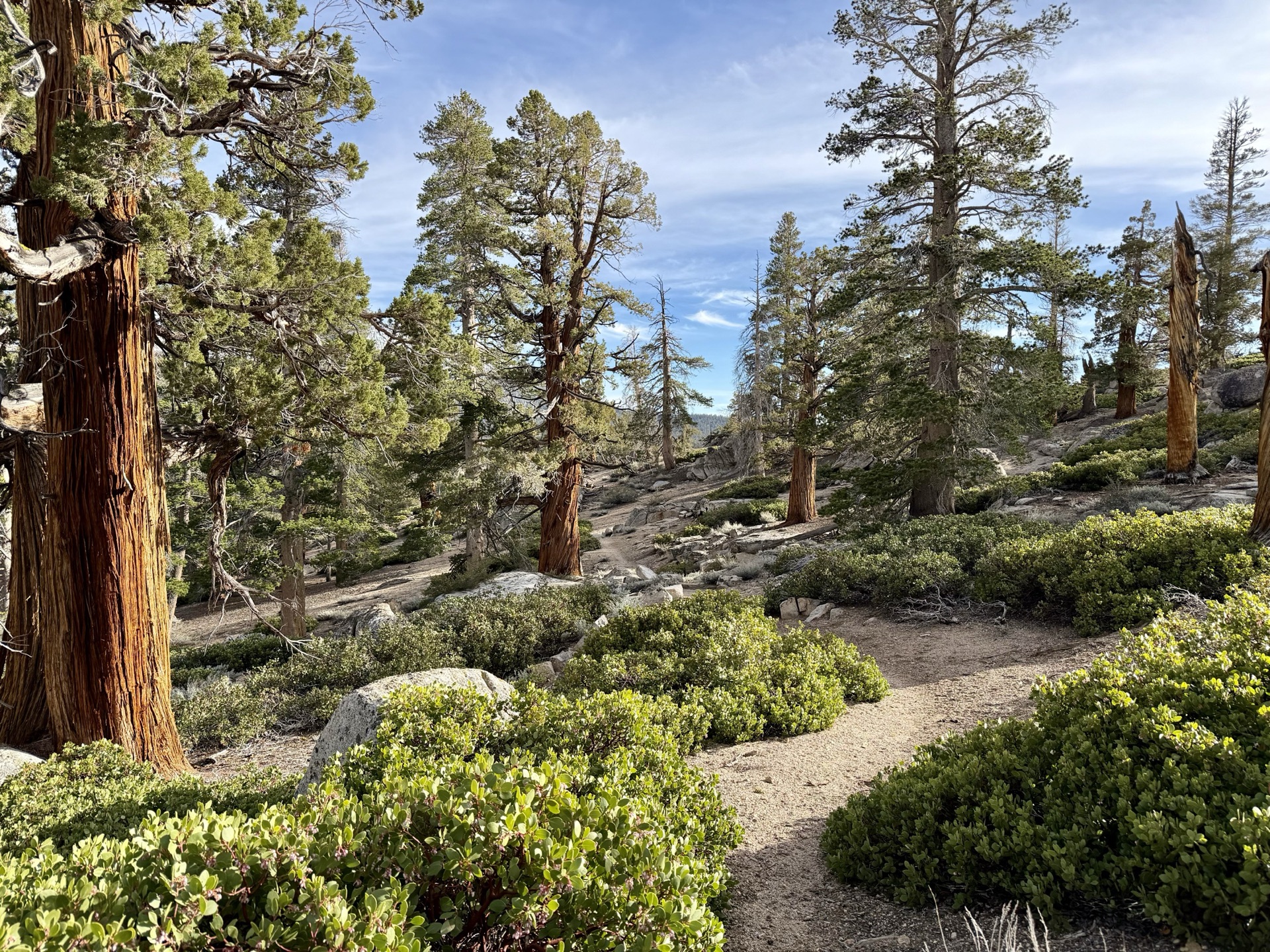 Sierra juniper lining the trail