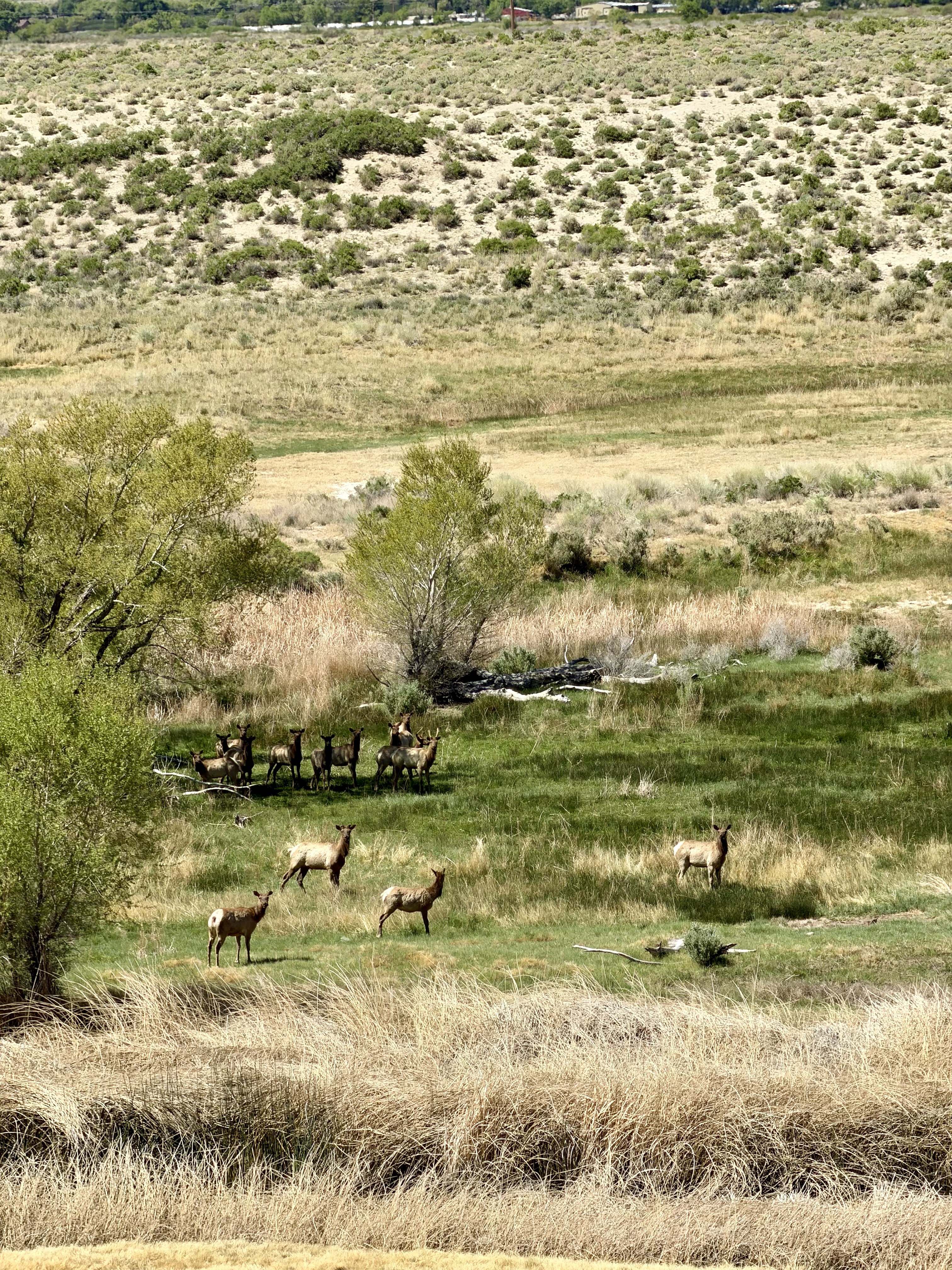 Deer near the Owens River