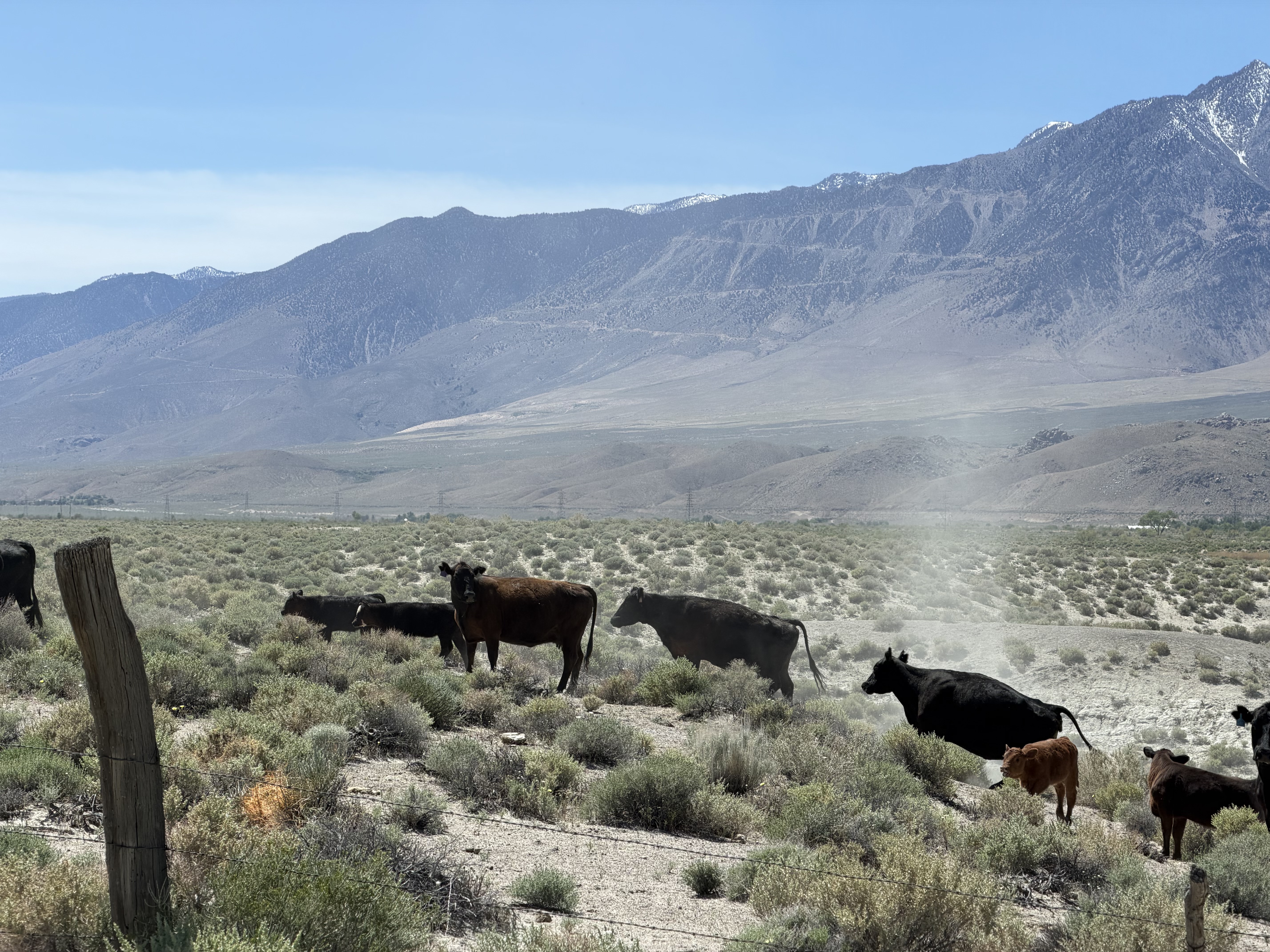 Expect to see a large number of cows early in season