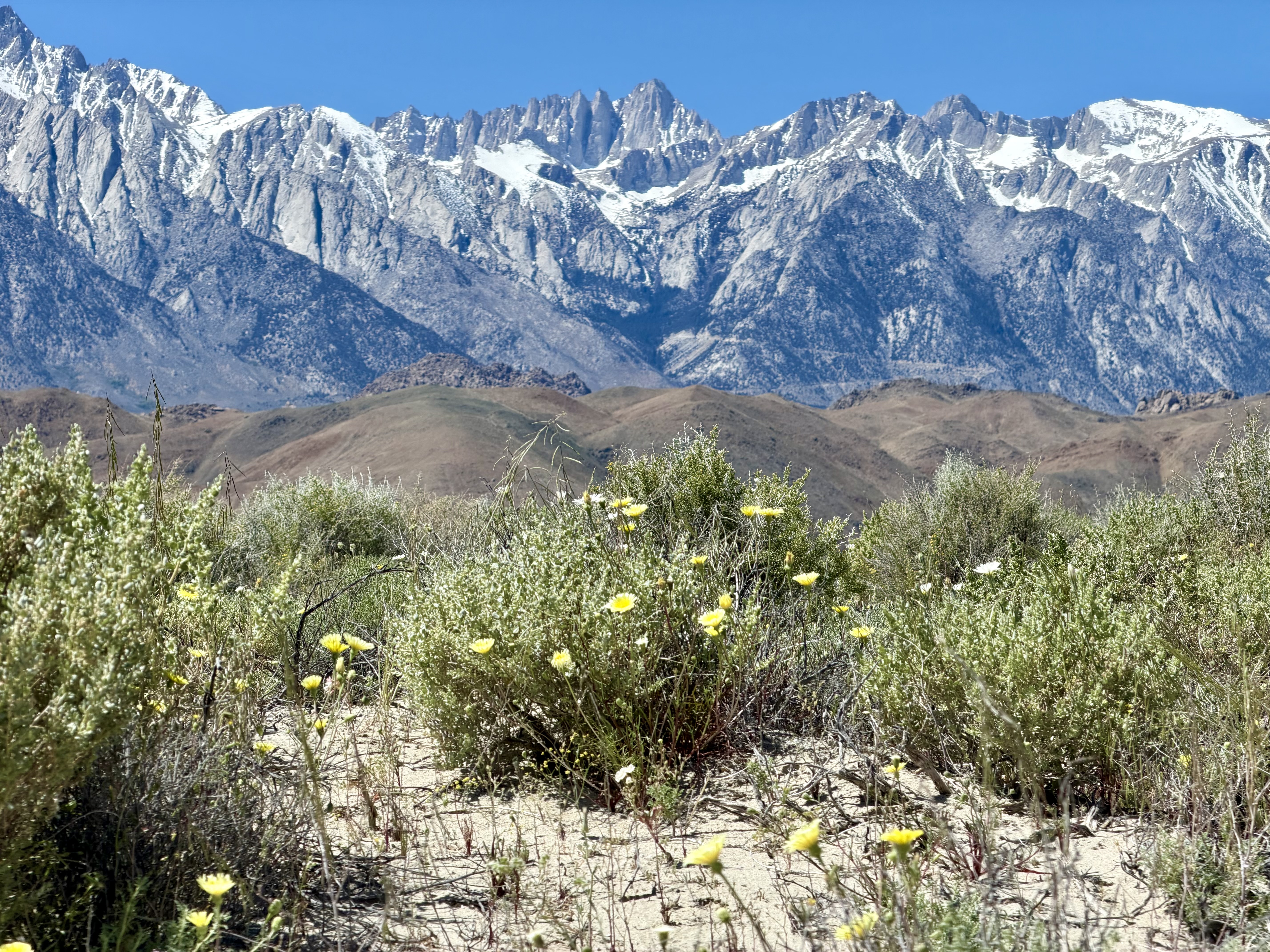 And early spring flowers