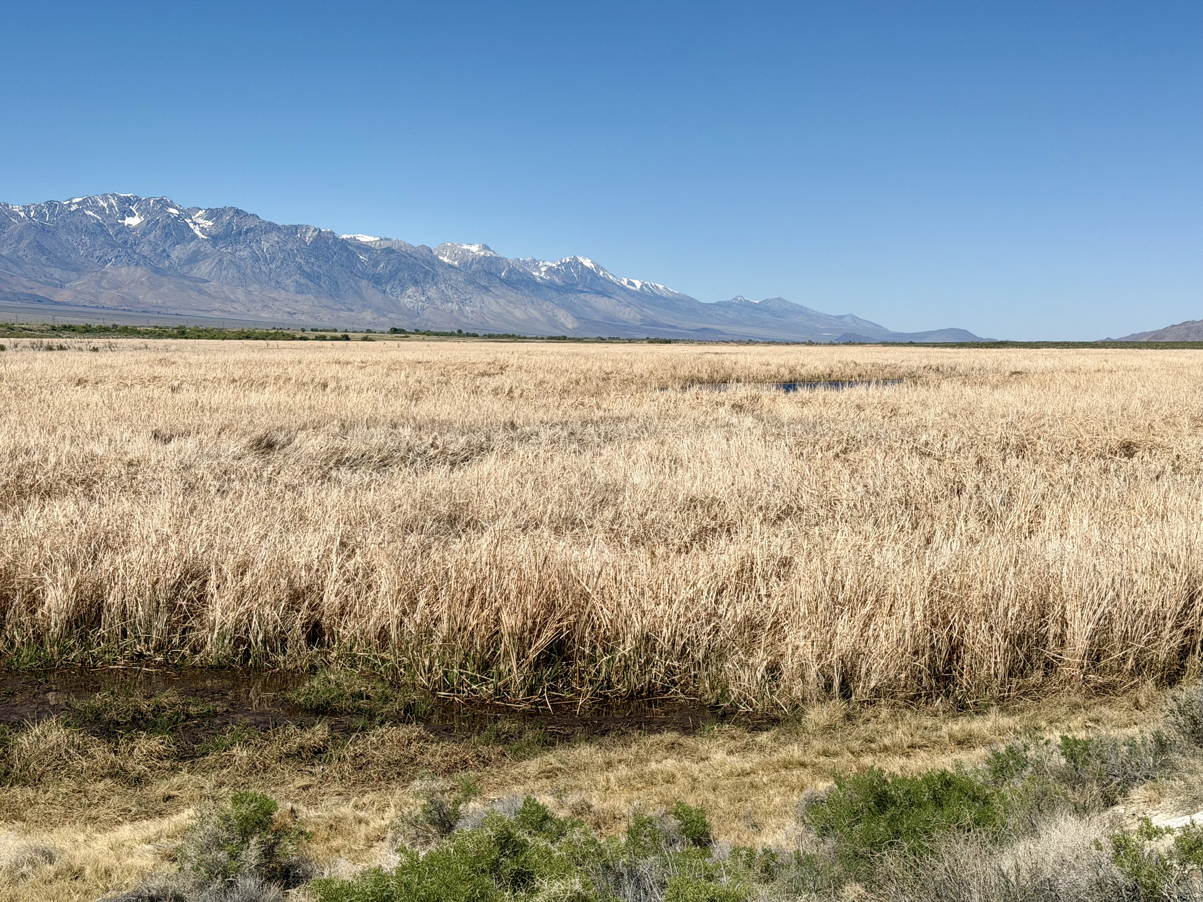 River supports a variety of plants, including large beds of reeds