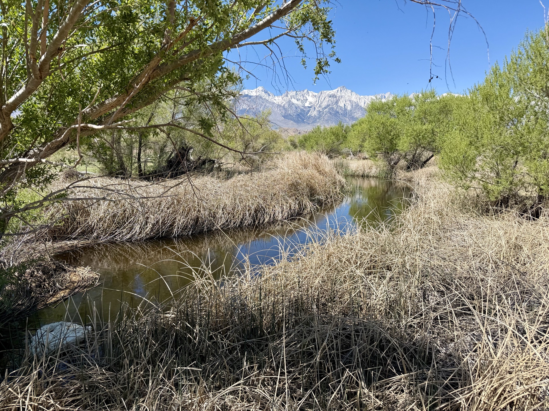Owens River channel is usually close to the trail