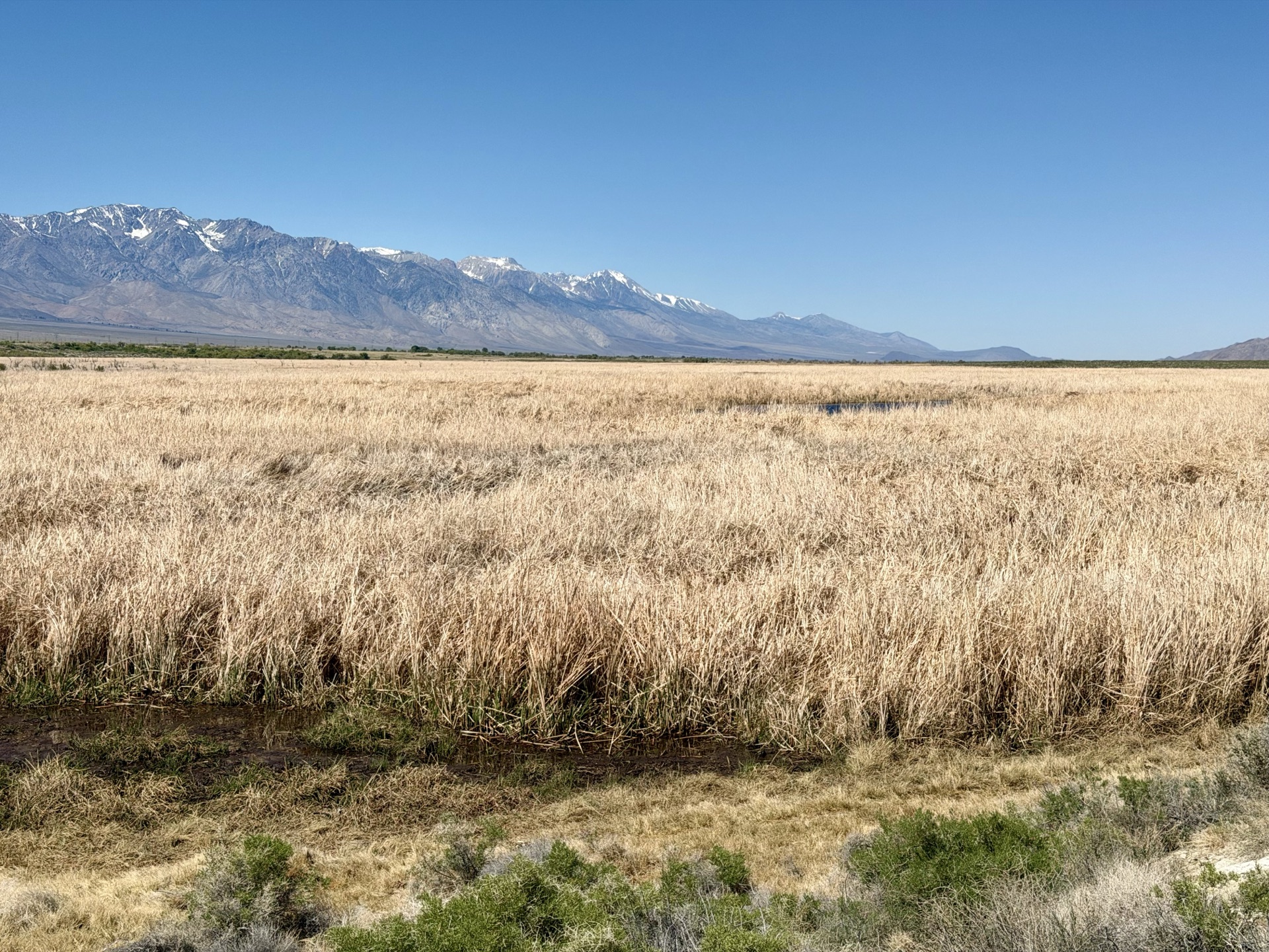 River supports a variety of plants, including large beds of reeds