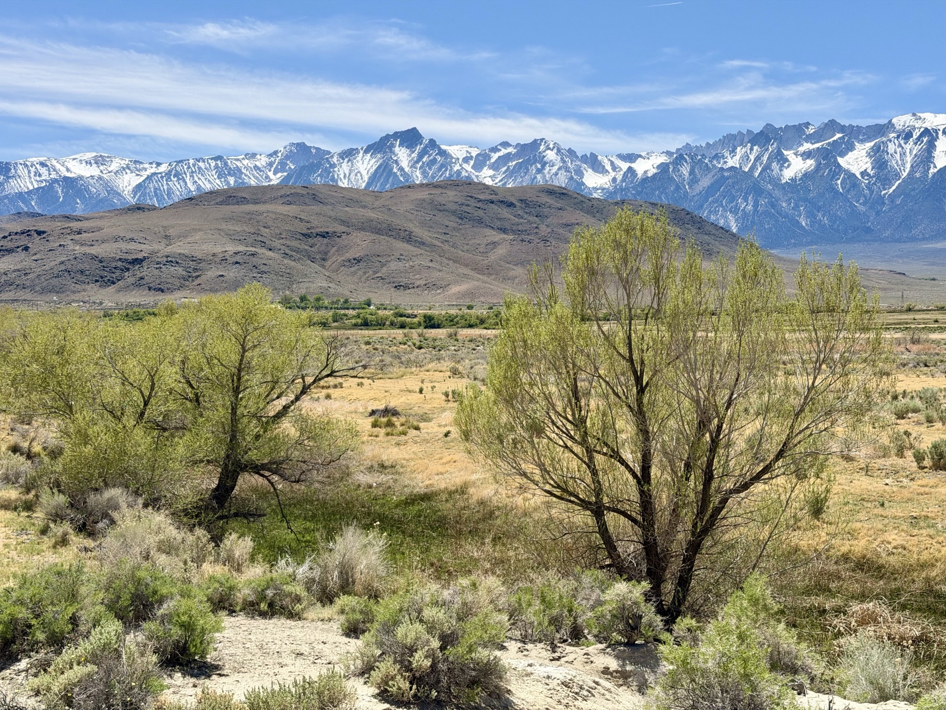 Cottonwoods